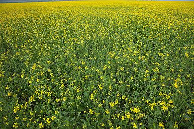 8年来首次！Xbox在日销量超过PlayStation